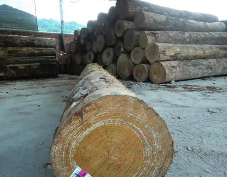Radiata Pine logs for primed wood mouldings